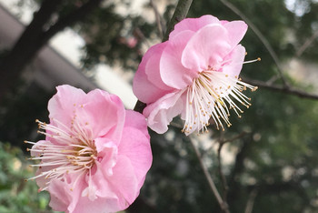 南京的市花有多美-梅花告诉你