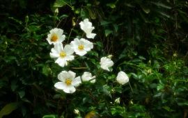 厦门云顶山天气预报,历史气温,旅游指数,云顶山