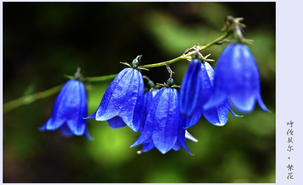圆叶风铃草,又称蓝铃花,苏格兰蓝钟花,为桔梗科风铃草属.