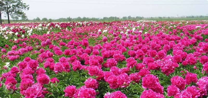 赏花游·河南洛阳 济源2日1晚跟团游·神州牡丹园 济源五龙口 太行