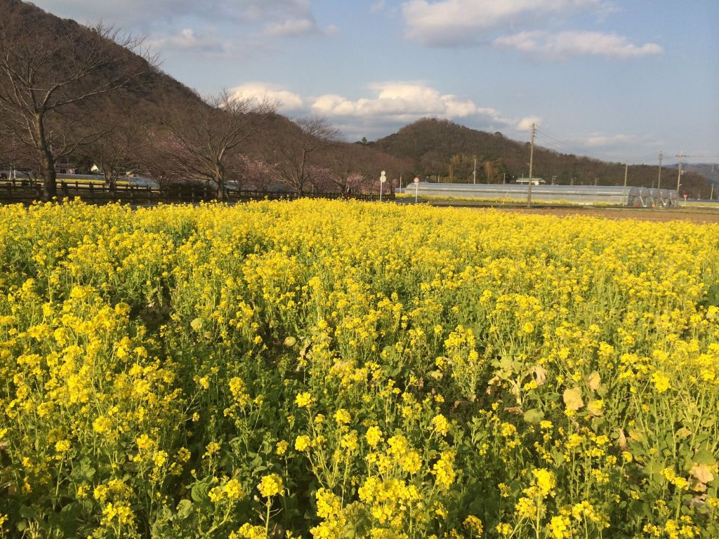 探访春天的气息——记伊豆河津赏樱之旅