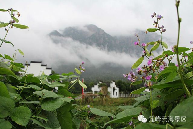 九华山莲峰云海生态环境保护区一览