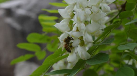游走封龙山,一路槐花香【封龙山-飞来石-封龙书