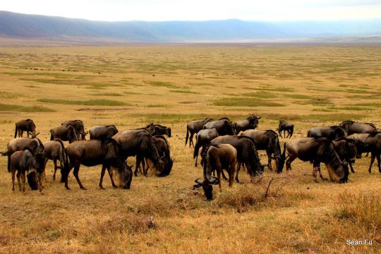恩戈罗恩戈罗保护区是坦桑尼亚火山口高地的一个保护区,在阿鲁沙