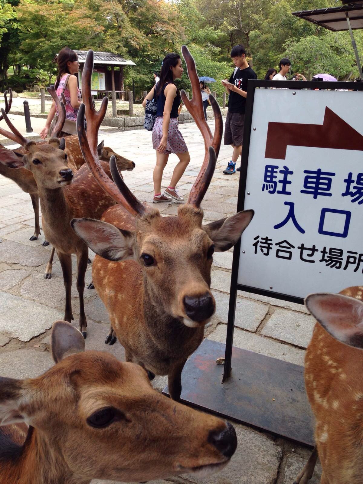 奈良§～神鹿公园