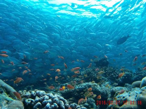 螺蛳粉汤底做法及配方_琢么网小肥羊火锅底配方_梦幻海底真鱼配方1