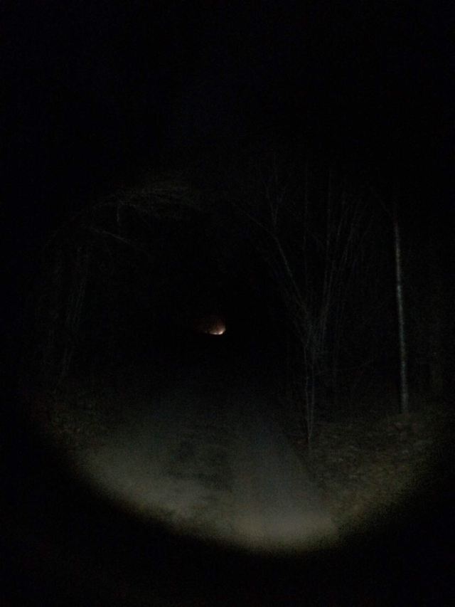 夜晚的森林真的是如此伸手不见五指,全靠探照灯和手电 kirindy forest