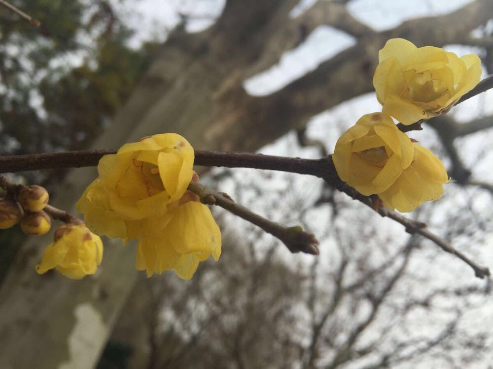                      蜡梅花金黄