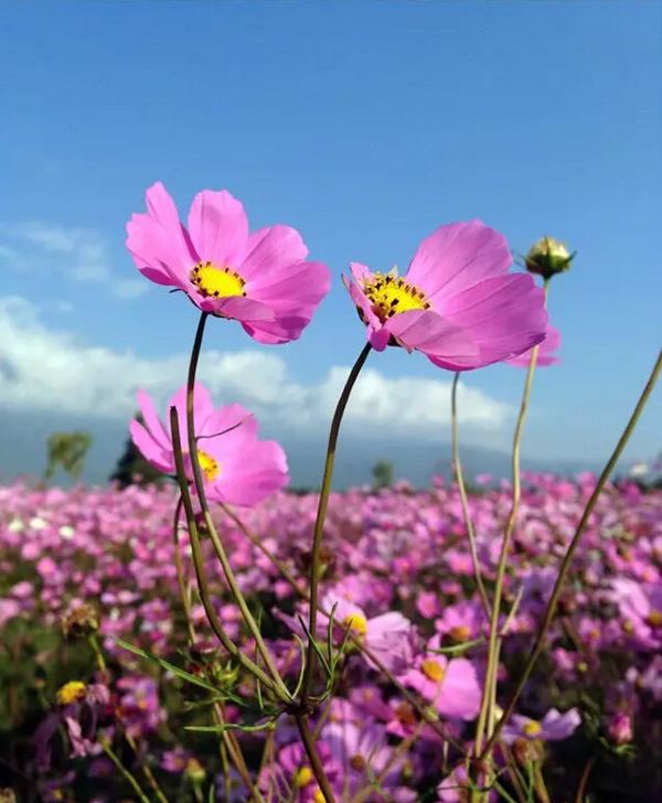 丽江,又见格桑花开