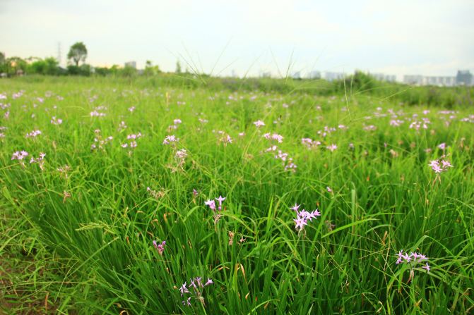 【广州】海珠湖谱写一曲青春恋歌,秋雨中赏云