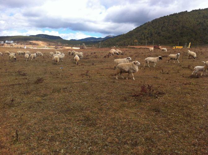 #11#云梦萦绕之初游云南 - 丽江游记攻略