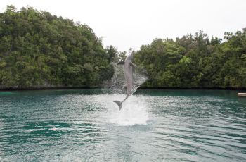 【携程攻略】太平洋海豚湾门票,帕劳太平洋海