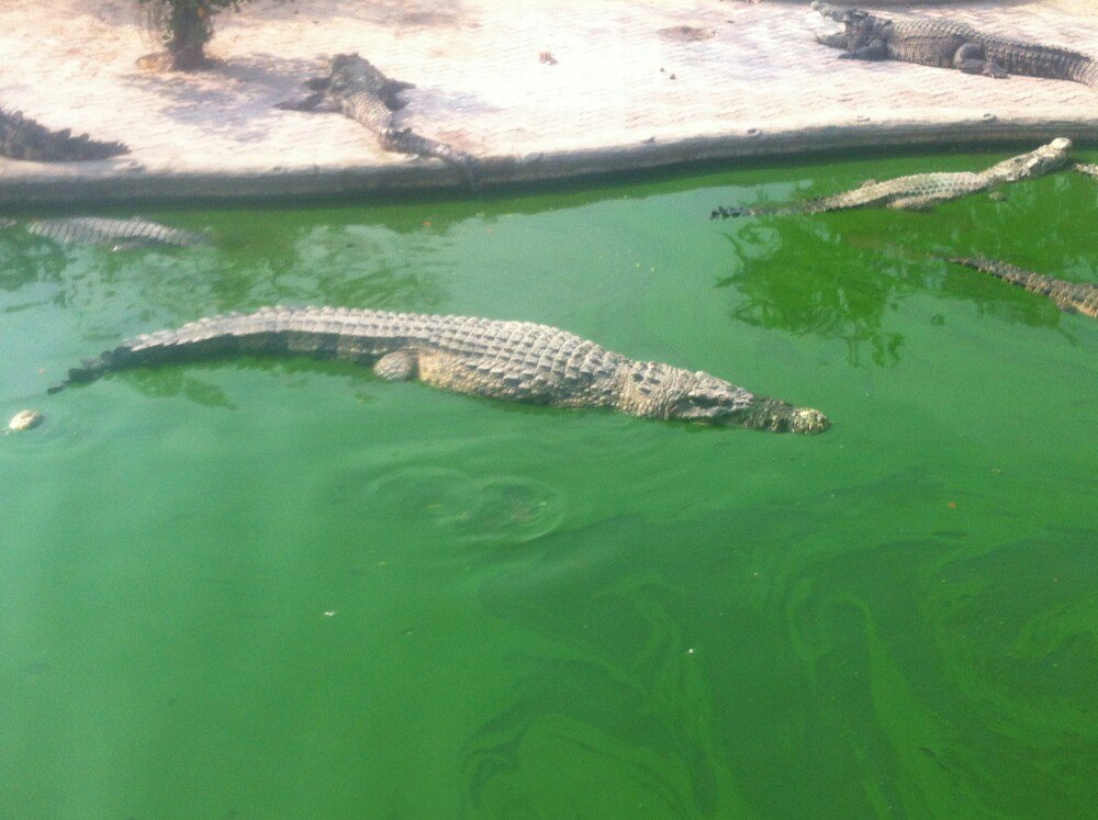 北榄鳄鱼湖动物园