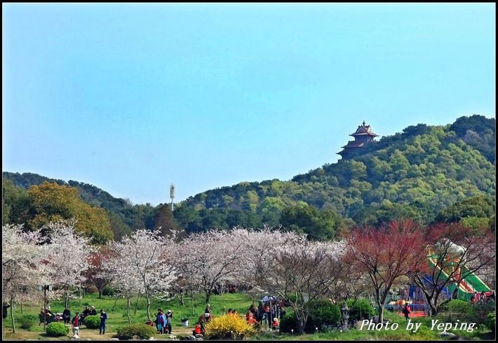 武汉东湖磨山脚下的樱花园