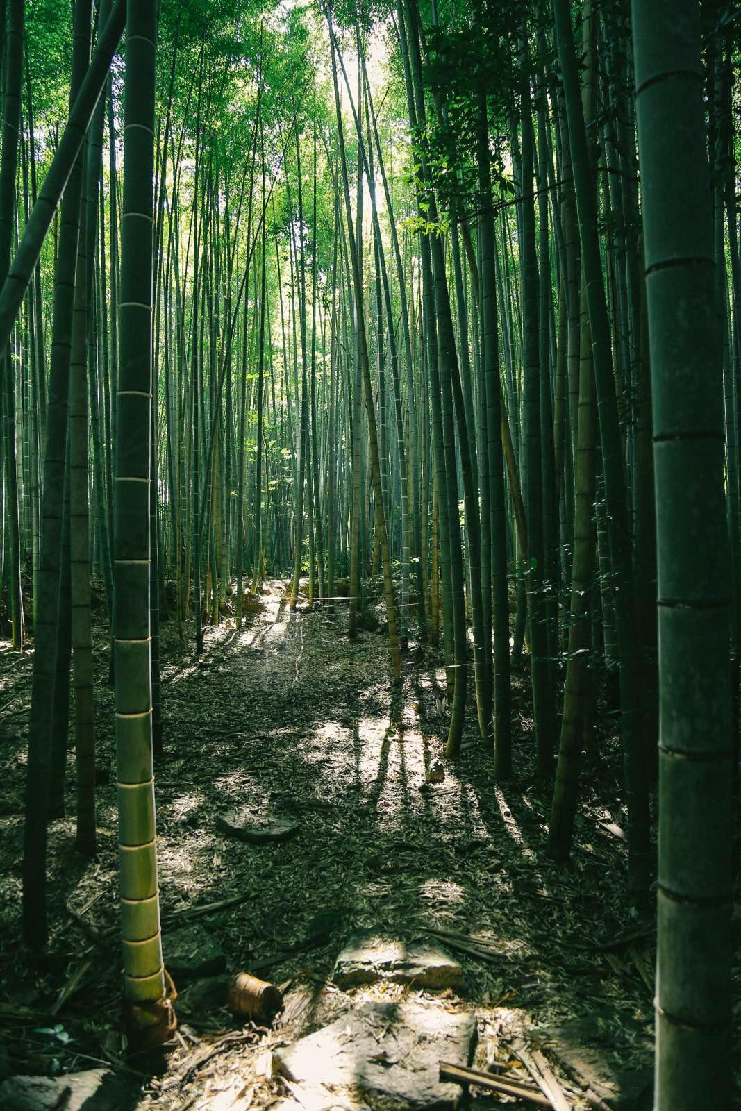 京都嵯峨野竹林