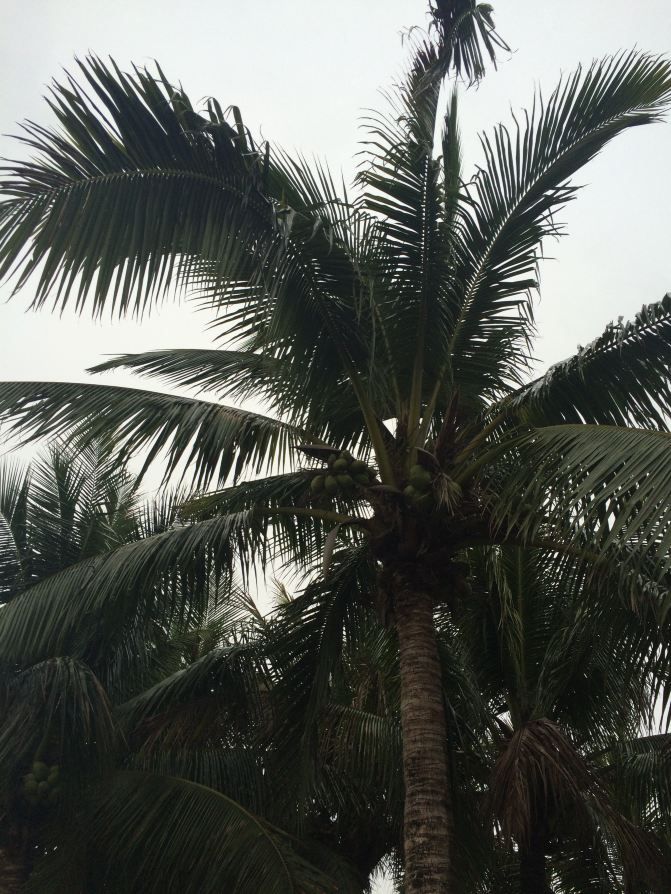 一个圈一个岛,香港深圳自由行 - 深圳游记攻略