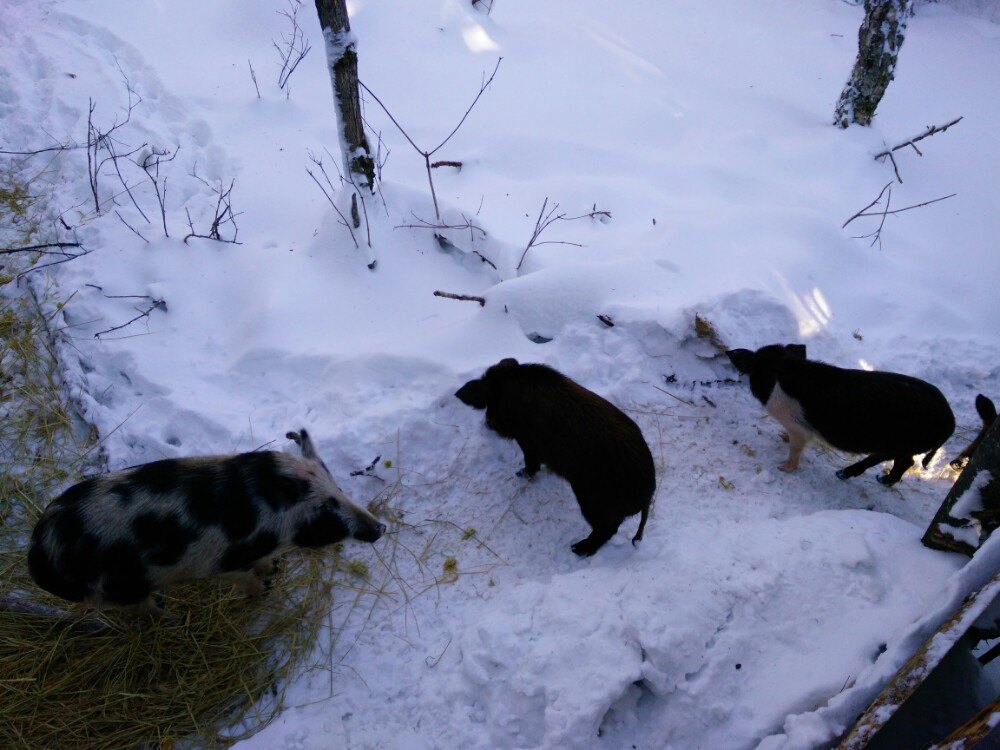 野猪啊 雪谷
