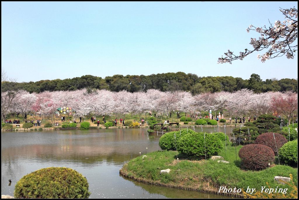 灵秀湖北:武汉东湖樱花园