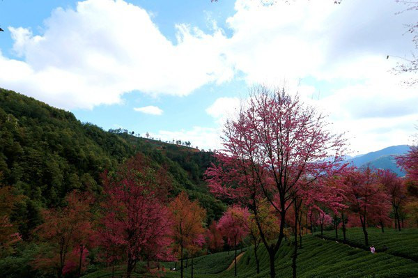 南涧无量山樱花谷