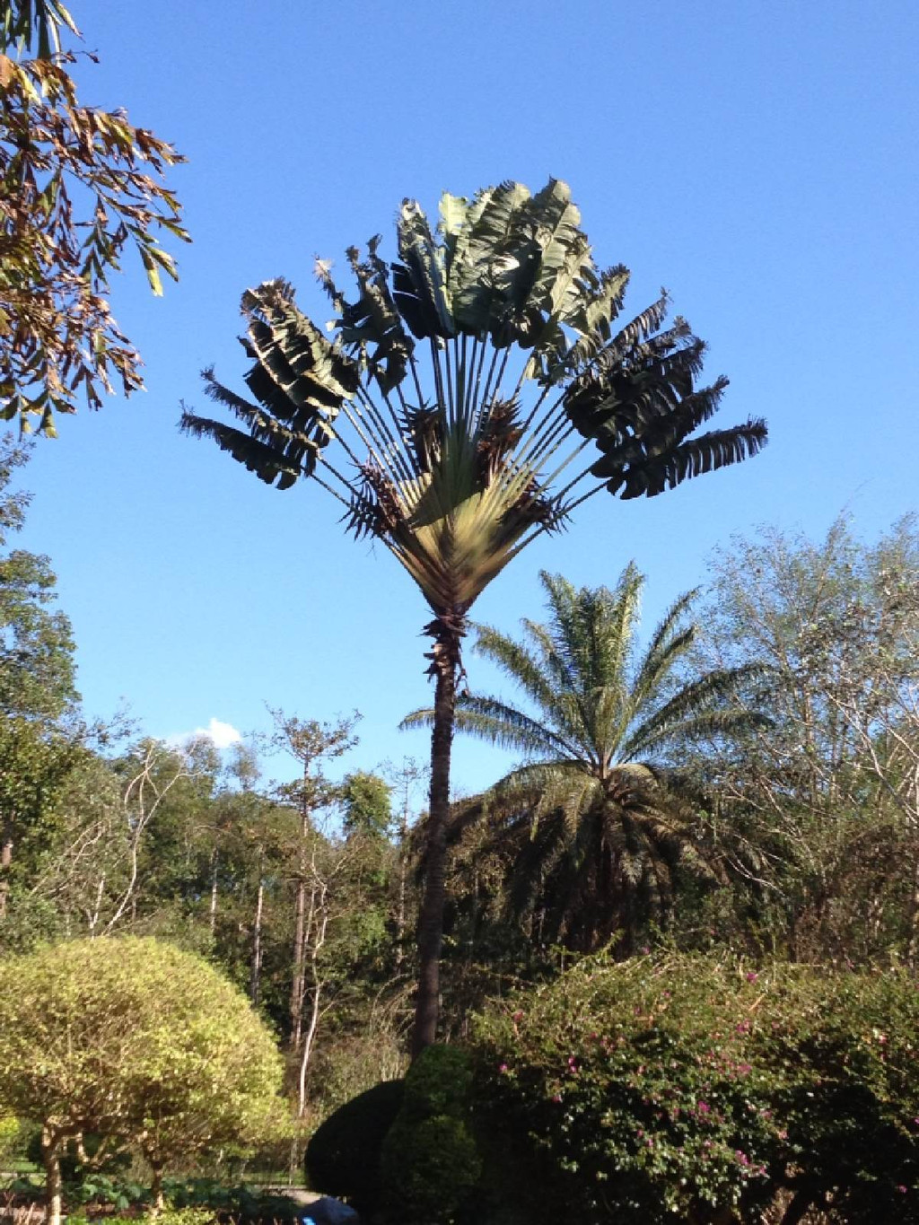 中科院西双版纳热带植物园 中科院西双版纳热带植物园 中科院