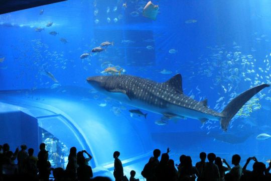 壁纸 海底 海底世界 海洋馆 水族馆 桌面 1600_1067