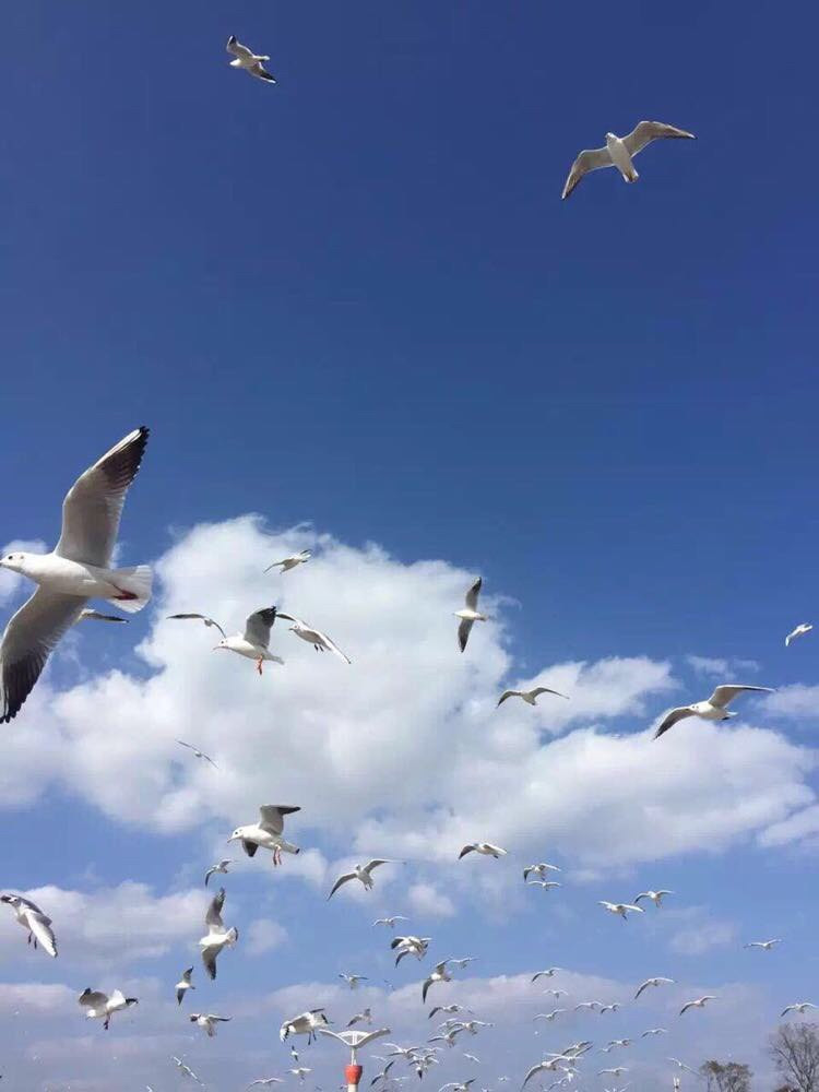              海鸥飞回昆明过冬啦