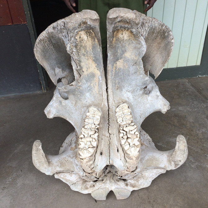 参观大象和犀牛等动物的头骨和腿骨,各种羚羊角,长颈鹿脊椎等骨骼