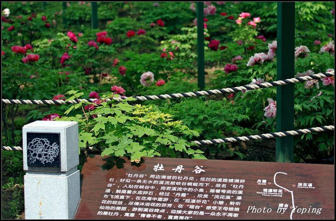 灵秀湖北:武汉东湖牡丹园