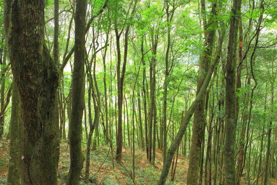 高山密林 猴王谷