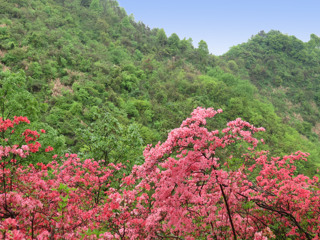 云台山赏杜鹃