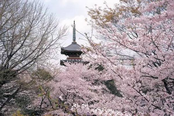 日本上野公园里的樱花迷人,可惜太遥远