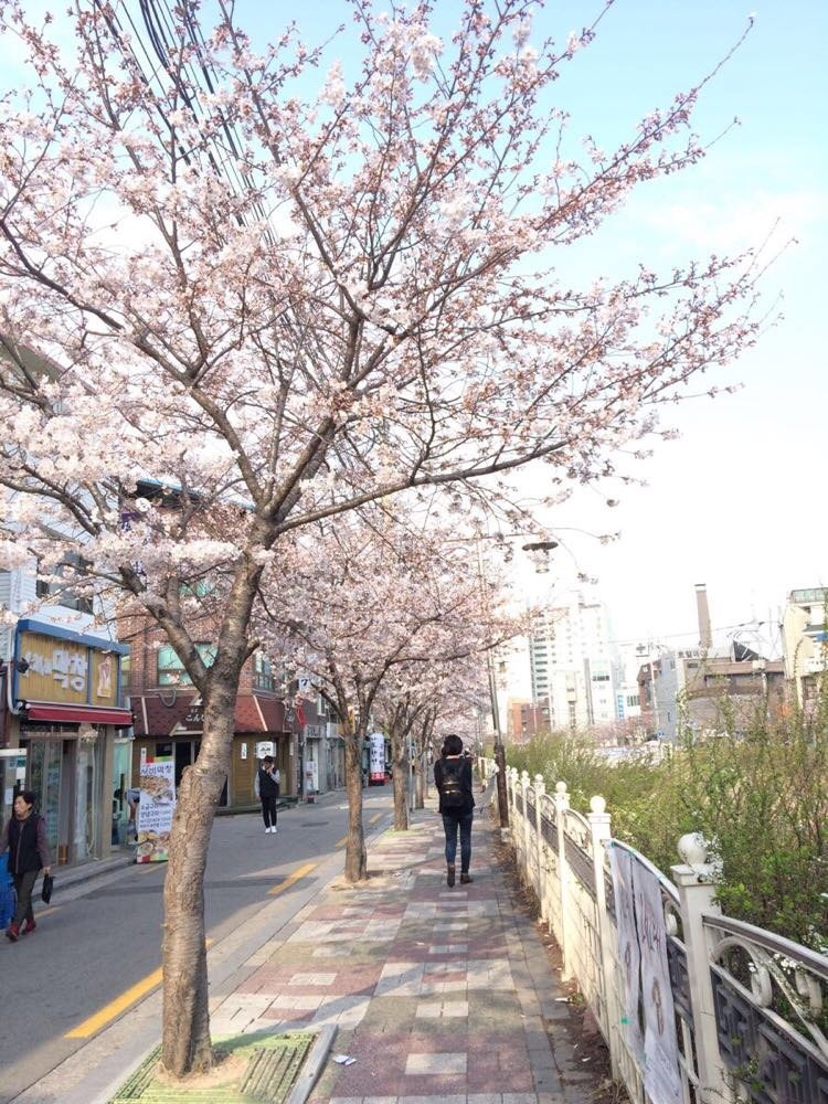首尔的街道樱花