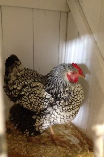 布里斯班公众假期-Ekka - 澳大利亚游记攻略