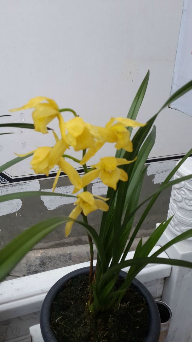 手工制作关于兰花