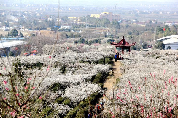 踏春寻梅傅家边