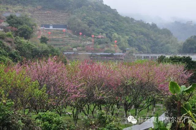 女神节泉州永春北溪桃花谷探春记