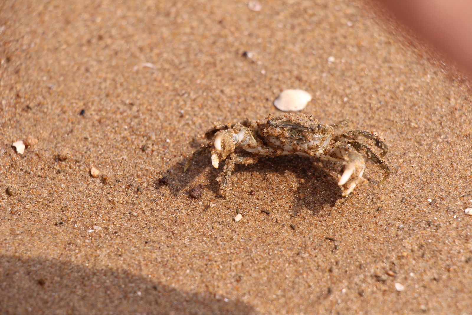 我抓的螃蟹哈哈 丽景蓝湾私人海滩