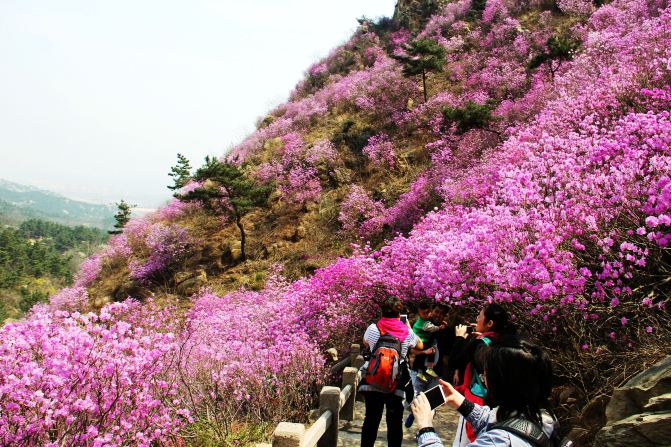 青岛大珠山杜鹃花正在盛开怒放之中