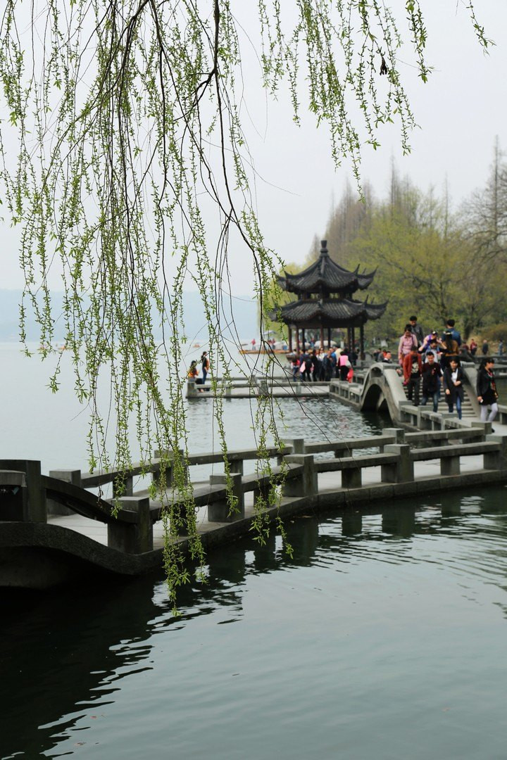 西湖之春,太子湾赏樱,浴鹄湾觅静