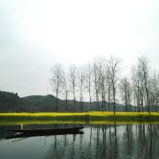 毛田洲油菜花海