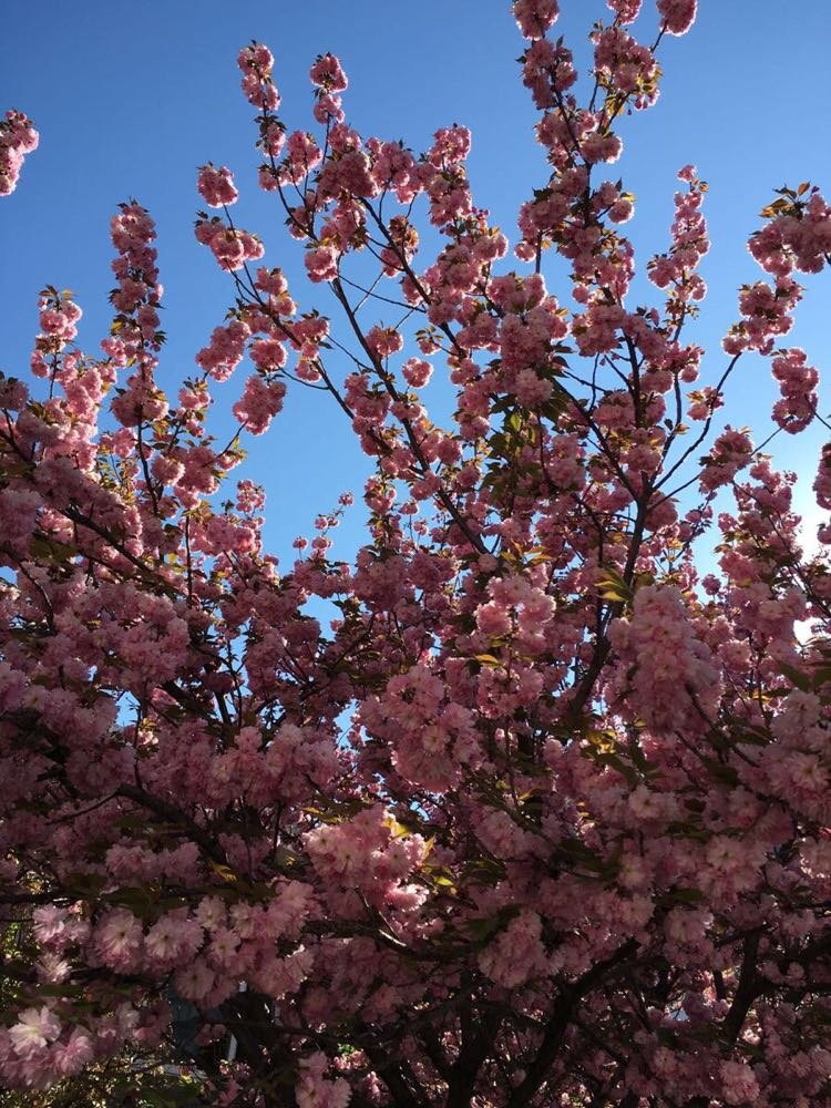 平谷樱花节