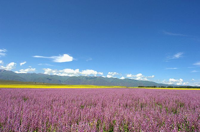 新疆伊犁美丽的花海