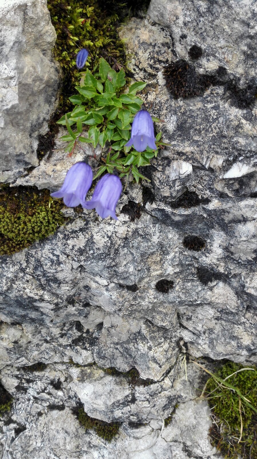 石缝中的紫色铃罗花
