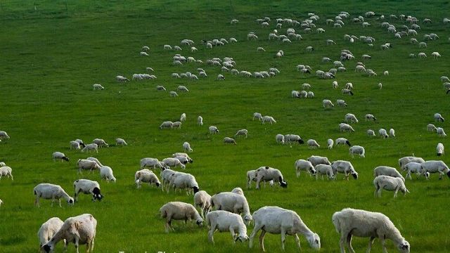 羊群一片片散落在草原上,蓝天,白云,缓坡,草甸,羊群…一个牧羊人,两条