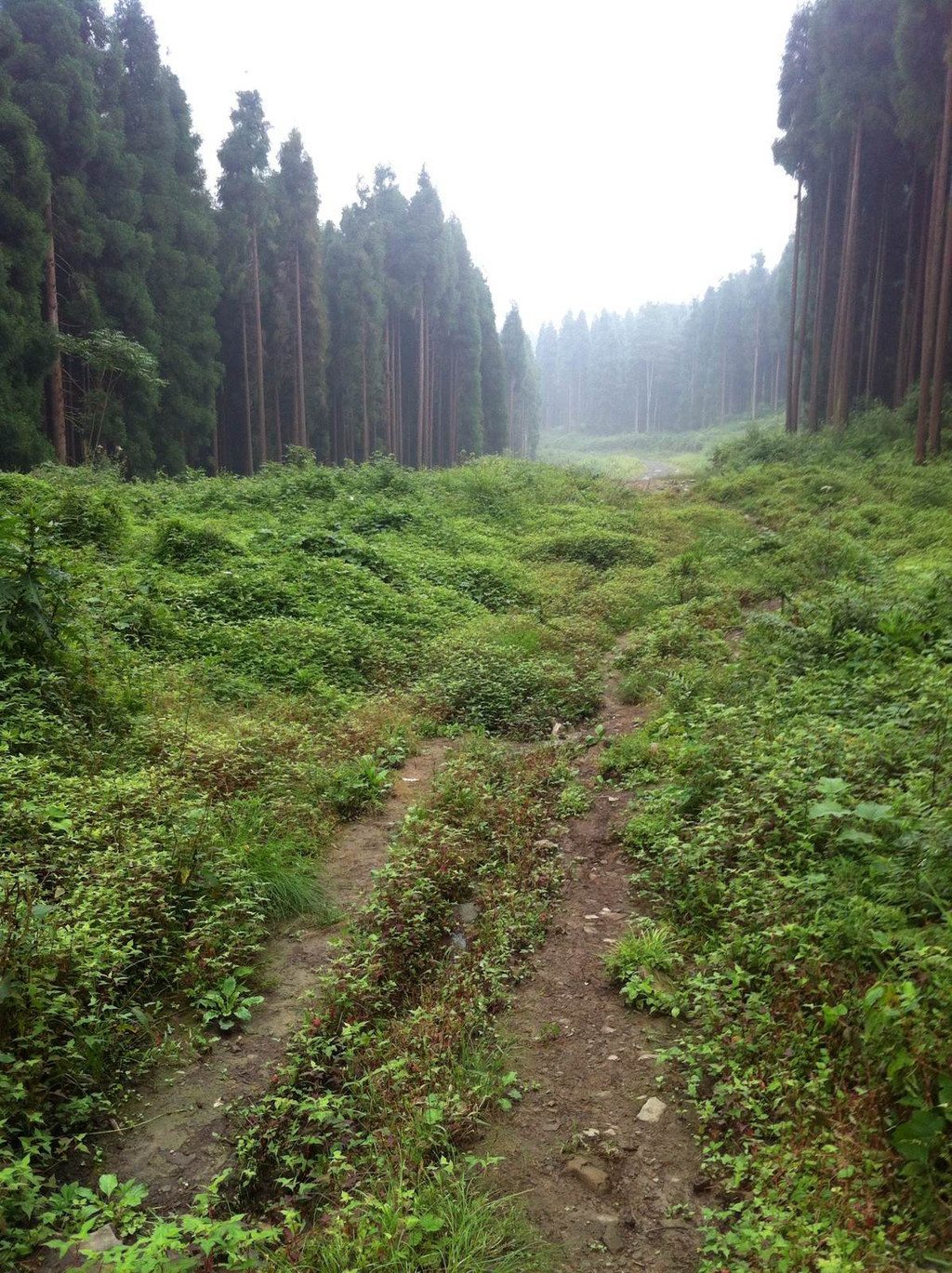 崇州鸡冠山半途游