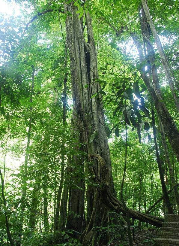 这里生存着代表东南亚热带雨林的标志性树种——望天树,这片至今保护