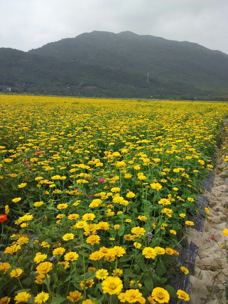 花海 三亚游记攻略【携程攻略】