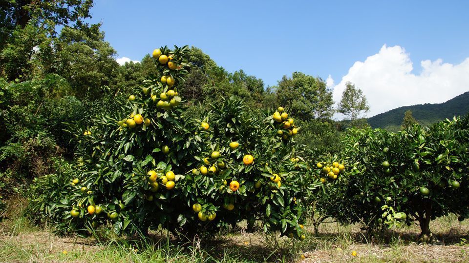 我的乡居生活-浙江象山县茅洋乡花墙村