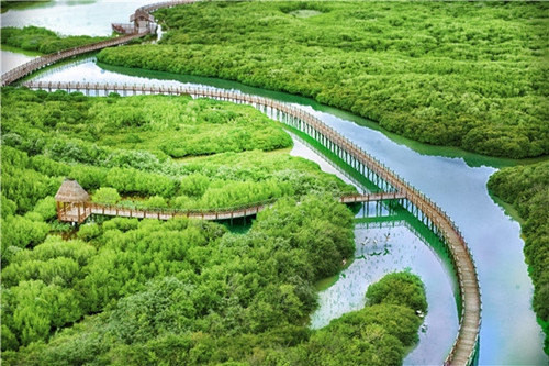 海南澄迈红树湾湿地公园自驾 呼吸绿色之肺