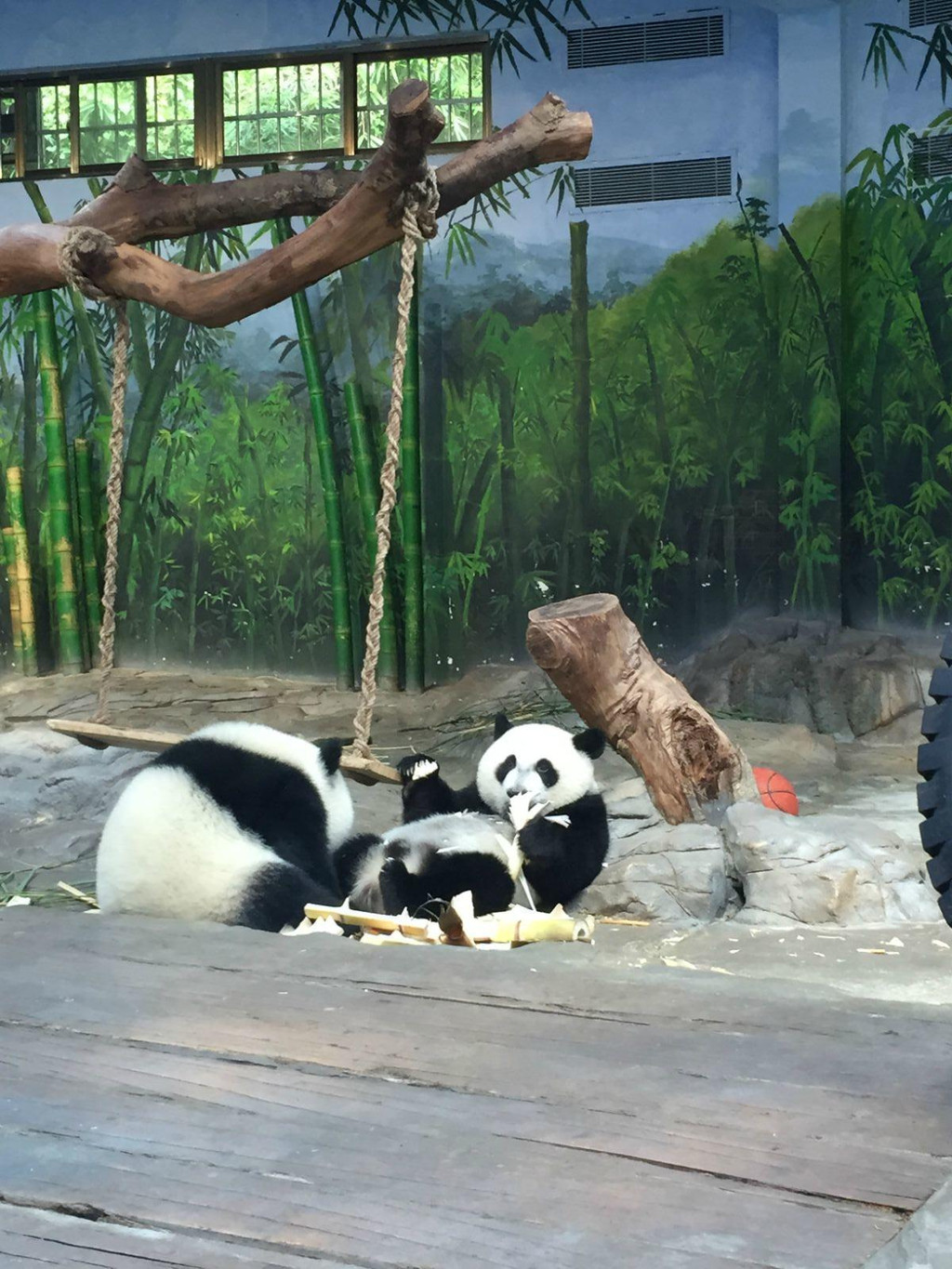 休闲娱乐美食-深圳大梅沙广州长隆8日游